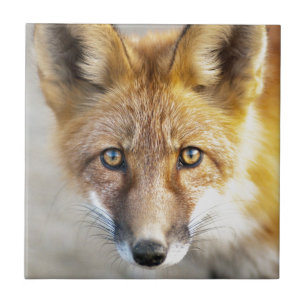 Red Fox Face, Nah-up Fliese