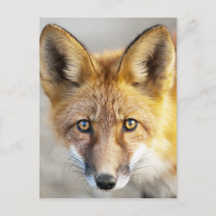 Red Fox Face, Nah-up Postkarte