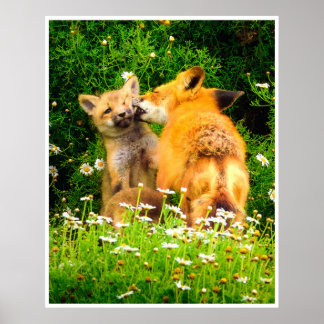 Red Fox Family Wildlife Tender Nature Art Print Poster