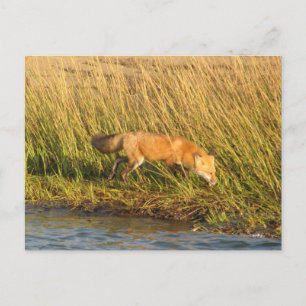 Red Fox Foto Postkarte