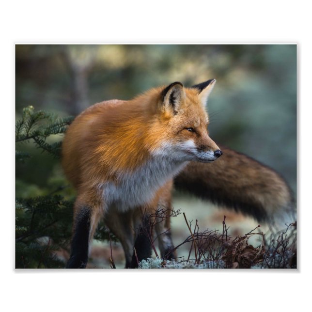 Red Fox Foto Print (Vorne)