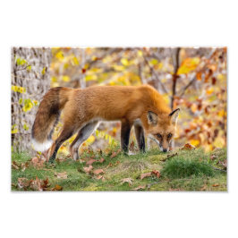Red Fox gibt den Blick Fotodruck
