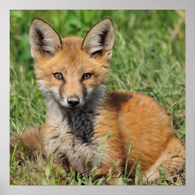 Red Fox Hübsche Vollrez von Angel Cher Poster (Vorne)