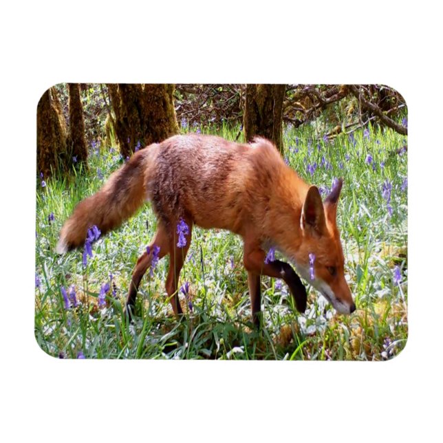 Red Fox im flexiblen Foto der Bluebells Magnet (Horizontal)