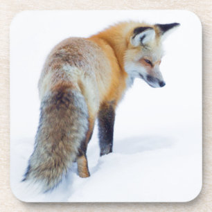 Red Fox im Winter Untersetzer