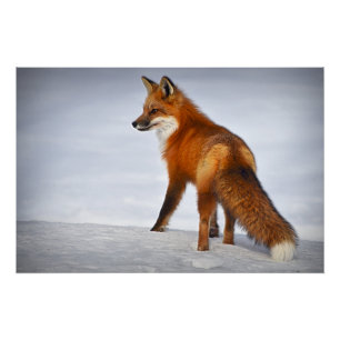 Red Fox im Winterschnee Poster