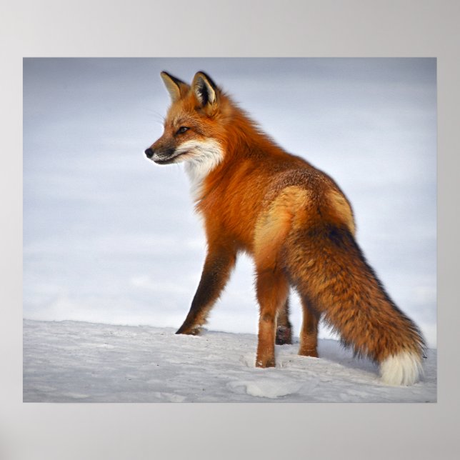 Red Fox im Winterschnee Poster (Vorne)