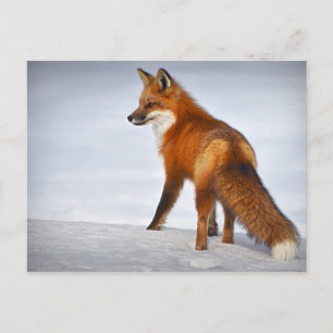 Red Fox im Winterschnee Postkarte