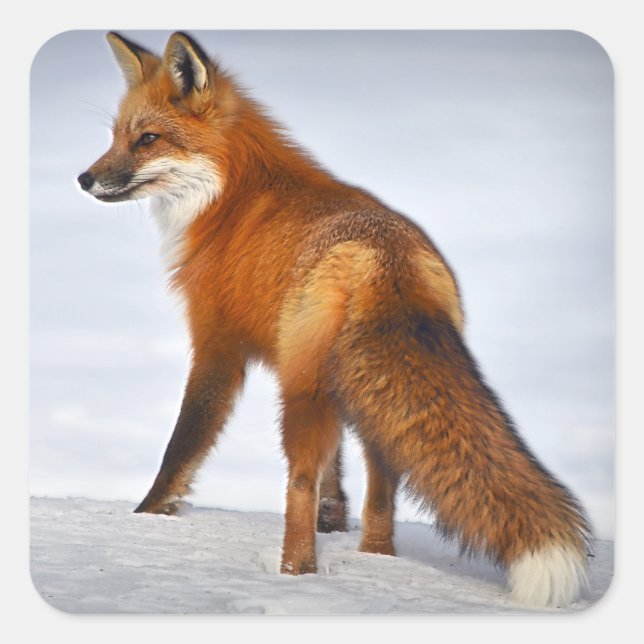 Red Fox im Winterschnee Quadratischer Aufkleber (Vorderseite)