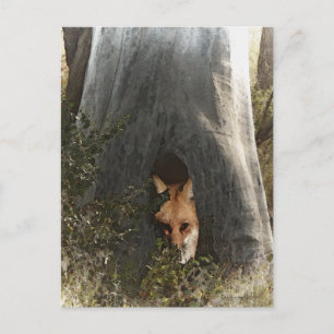 Red Fox in a Tree Geschenke und Bekleidung Postkarte