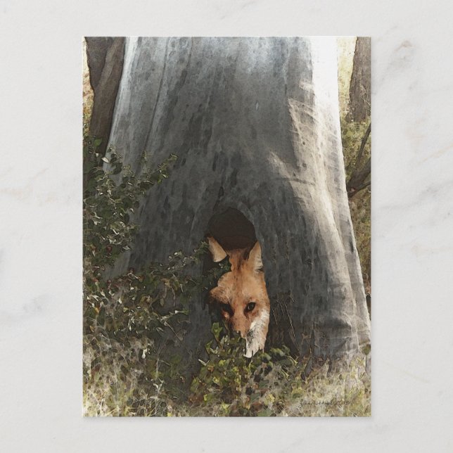 Red Fox in a Tree Geschenke und Bekleidung Postkarte (Vorderseite)