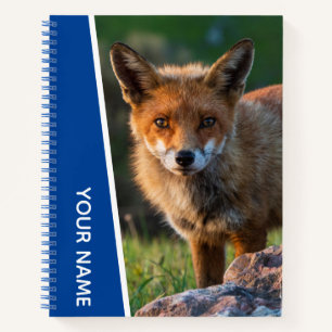 Red Fox in Australien, Blue Notizbuch