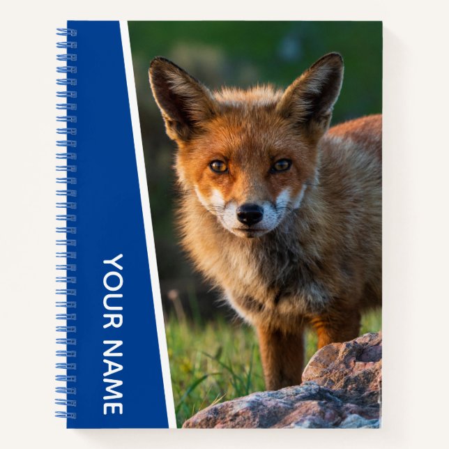 Red Fox in Australien, Blue Notizbuch (Vorderseite)