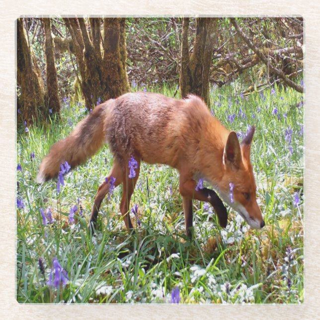 Red Fox in den Bluebells Glasuntersetzer (Vorderseite)