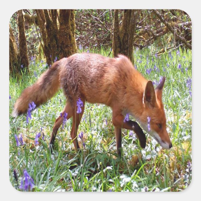Red Fox in den Bluebells Quadratischer Aufkleber (Vorderseite)
