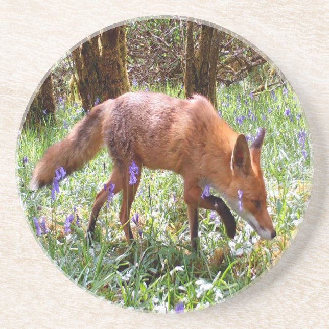 Red Fox in den Bluebells Sandstone Getränkeuntersetzer (Vorne)
