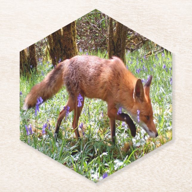 Red Fox in den Bluebells Untersetzer (Vorderseite)
