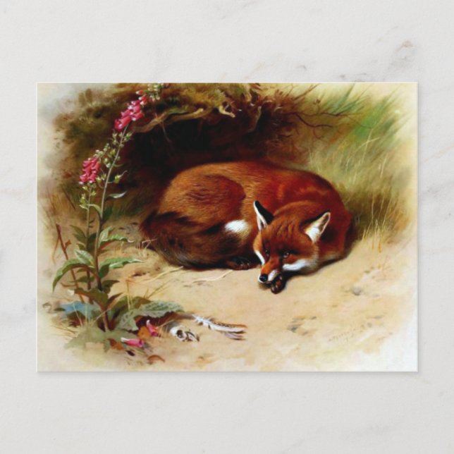 Red Fox in Front of Her Den Postkarte (Vorderseite)