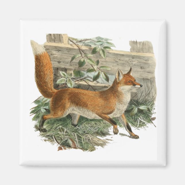 Red Fox in Rustic Country Hütte Illustration Magnet (Vorne)