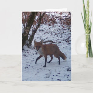 Red Fox in Snow Grußkarte Hinzufügen von eigenem T Karte