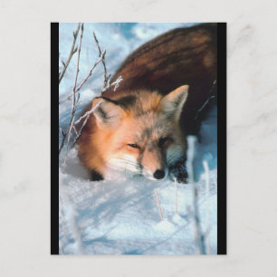Red Fox in Snow Postkarte
