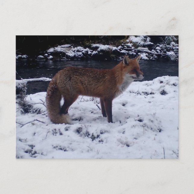 Red Fox in Snow Postkarte (Vorderseite)