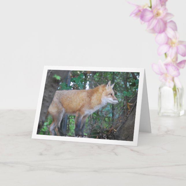 Red Fox in Woods Karte (Orchidee)