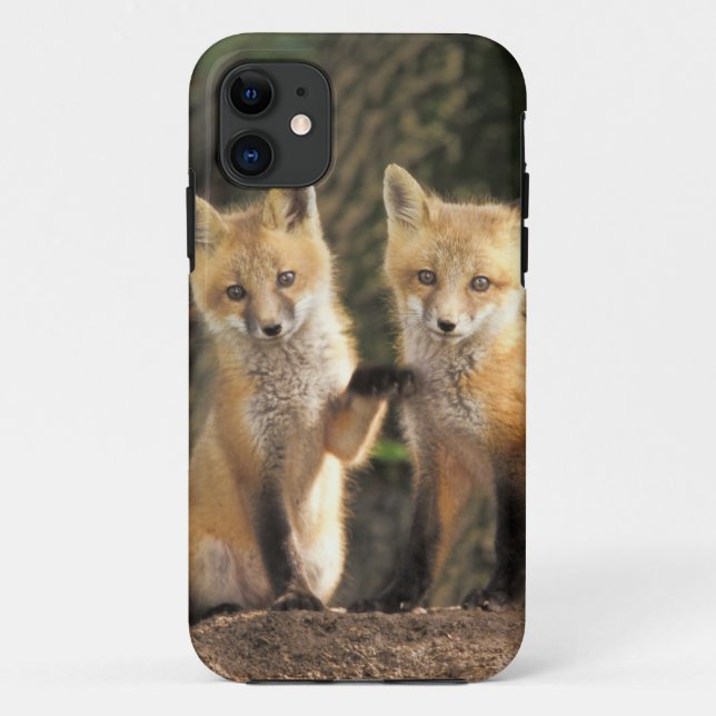 Red Fox Jungtier vor den Vulpes vulpes) Case-Mate iPhone Hülle (Rückseite)