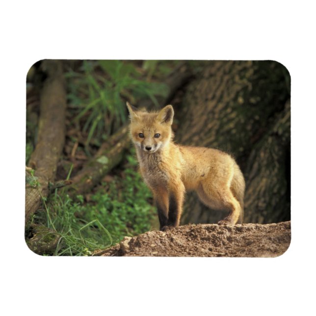 Red Fox Jungtier vor den (Vulpes vulpes) Magnet (Horizontal)