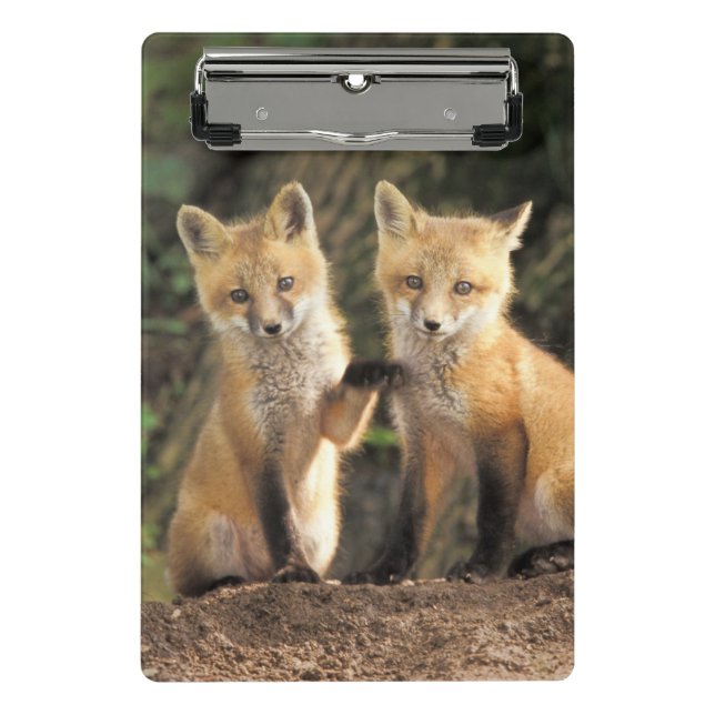 Red Fox Jungtier vor den Vulpes vulpes Mini Klemmbrett (Vorderseite)