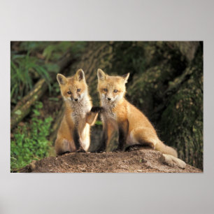 Red Fox Jungtier vor den Vulpes vulpes) Poster