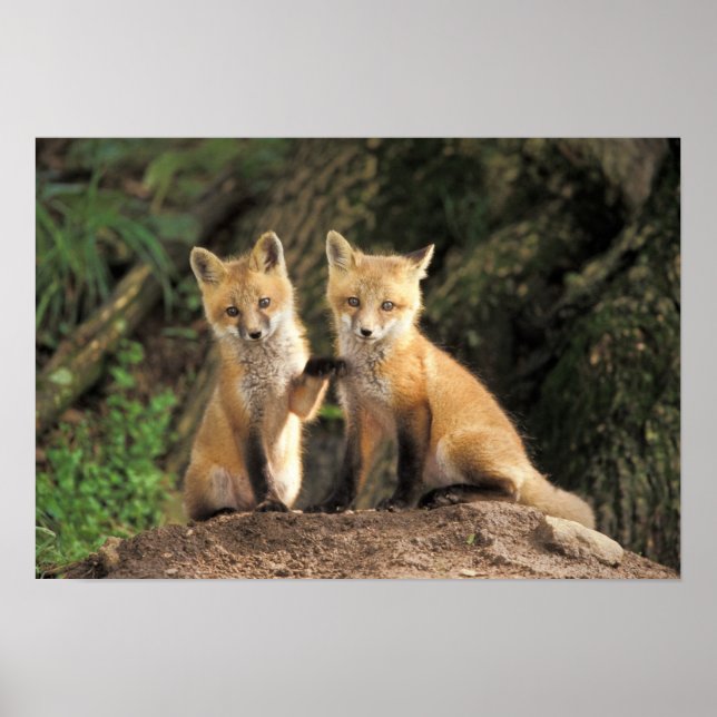 Red Fox Jungtier vor den Vulpes vulpes) Poster (Vorne)