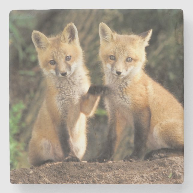 Red Fox Jungtier vor den Vulpes vulpes) Steinuntersetzer (Vorderseite)