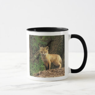 Red Fox Jungtier vor den (Vulpes vulpes) Tasse
