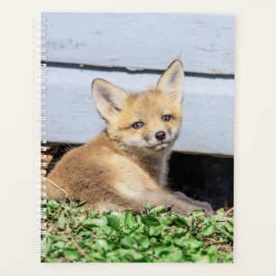 Red Fox Kit 2024 Planer