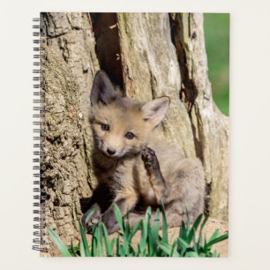 Red Fox Kit 2024 Planer