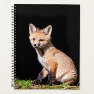 Red Fox Kit 2024 Planer