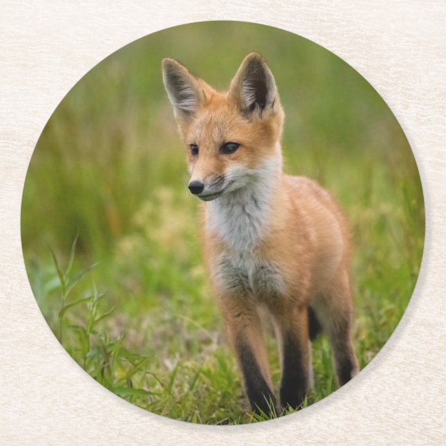 Red Fox Kit auf Graswiese Runder Pappuntersetzer (Vorderseite)