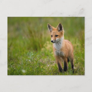 Red Fox Kit für Grasswiese Postkarte