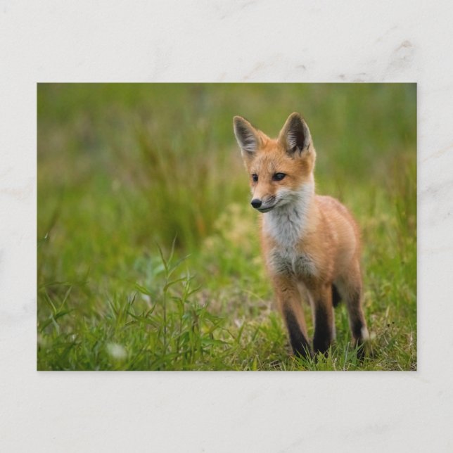 Red Fox Kit für Grasswiese Postkarte (Vorderseite)