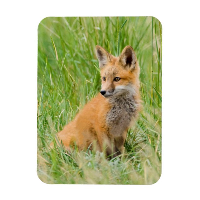 Red Fox Kit im Gras in der Nähe von Garten Magnet (Vertikal)