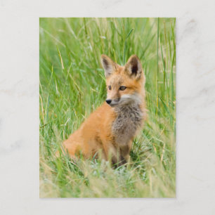 Red Fox Kit im Gras in der Nähe von Garten Postkarte