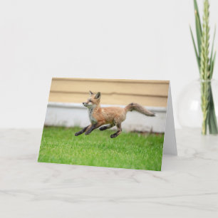 Red Fox Kit im Hudson Tal Karte
