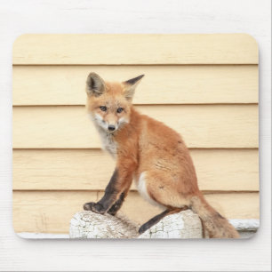 Red Fox Kit im Hudson Tal Mousepad