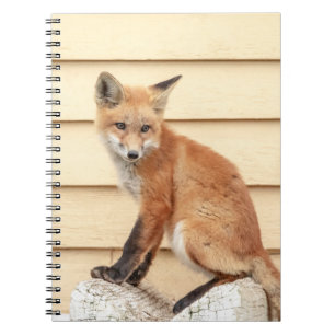 Red Fox Kit im Hudson Tal Notizblock