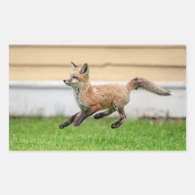 Red Fox Kit im Hudson Tal Rechteckiger Aufkleber (Vorderseite)