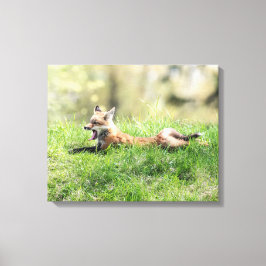 Red Fox Kit Leinwanddruck