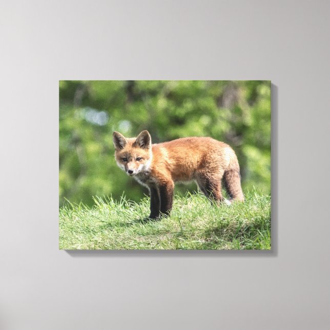 Red Fox Kit Leinwanddruck (Vorderseite)