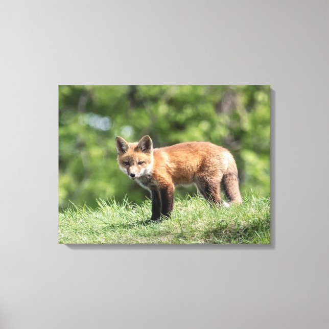 Red Fox Kit Leinwanddruck (Vorderseite)
