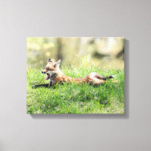 Red Fox Kit Leinwanddruck